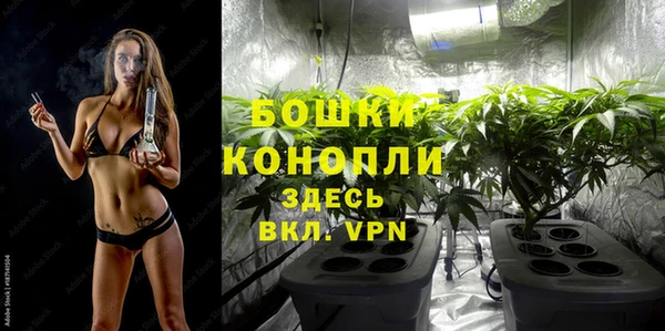 индика Каменногорск